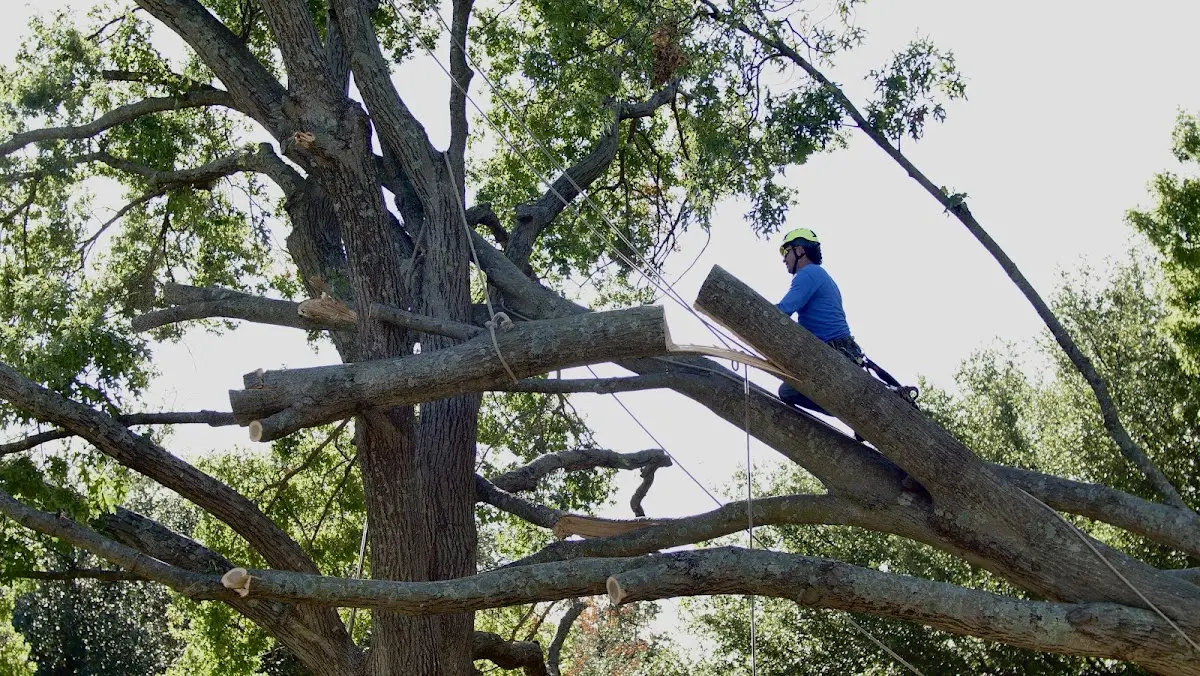 Professional Crown Thinning performed by certified arborists in Richwood