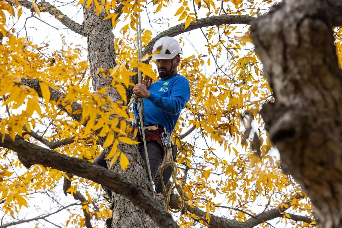 Skilled Tree Pruning crew working in Richwood